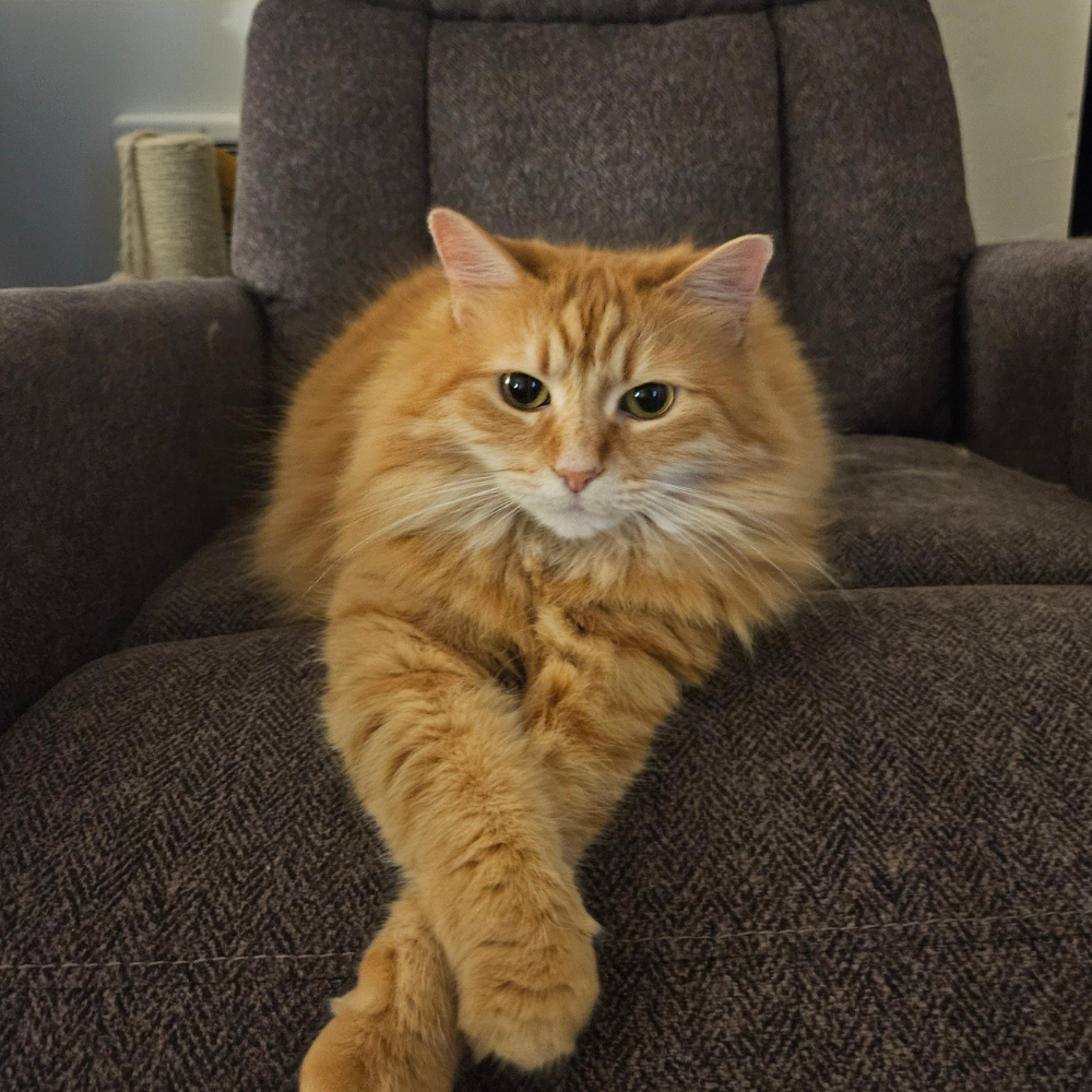 Autumn's cat, Shmoofy, on a blanket